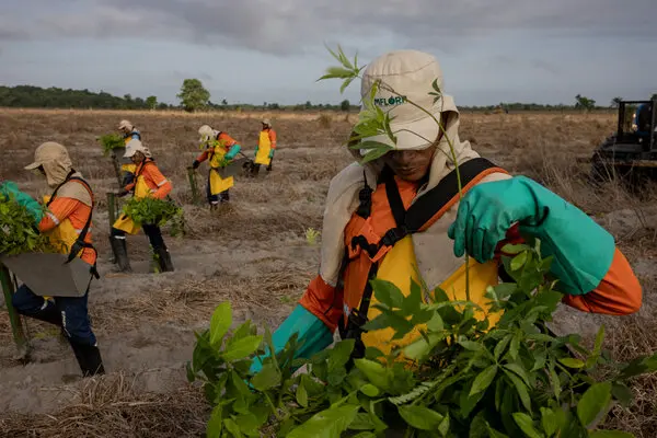Amazon Reforestation Initiative banner